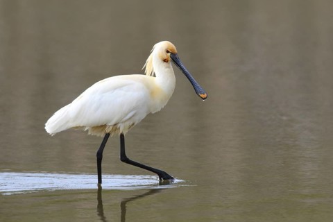 Eurasian Spoonbill (Platalea leucorodia) foraging, Texel, Netherlands