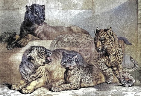 Leopards, Historical, digitally restored reproduction of an original from the 19th century, exact