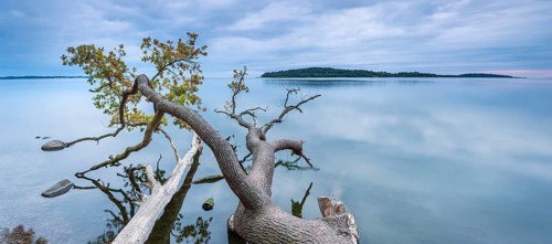Quiet autumn evening on the Baltic Sea, the trunk of an oak tree lying in the water, Greifswalder