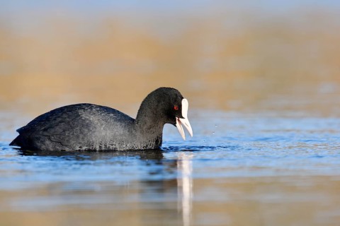 Eurasian Coot or coot rail (Fulica atra) eats water plants, North Rhine-Westphalia, Germany
