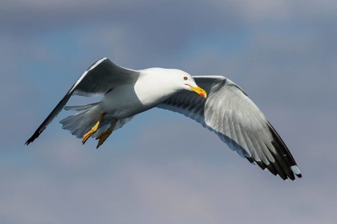Lesser Black-backed Gull (Larus fuscus) flying, Eilat, Israel