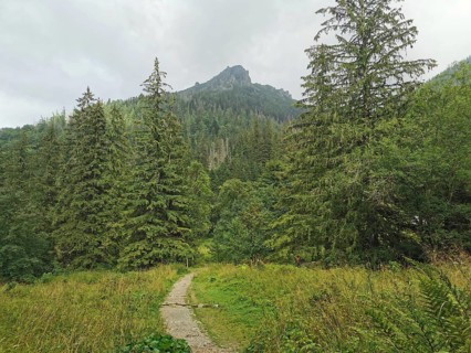 A forest trail leads through tall trees to a mountain under a cloudy sky, Zakopane, hiking in the