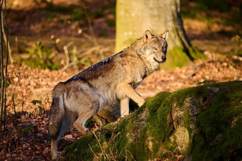 Close-up of a Eurasian wolf (Canis lupus lupus) in a forest in spring, Bavarian Forest National
