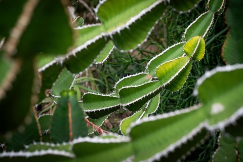 Euphorbia, Princess of Wales Conservatory, Royal Botanic Gardens (Kew Gardens), UNESCO World
