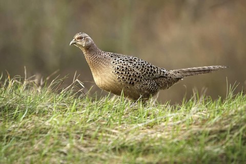 Common Pheasant (Phasianus colchicus) female, North Rhine-Westphalia, Germany