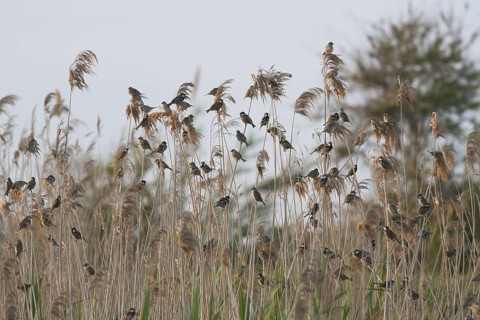 Spanish Sparrow - Weidensperling - Passer hispaniolensis ssp. transcaspicus, Turkey