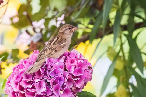 A house sparrow (Passer domesticus) perched on pink hydrangea blossoms, with green foliage in the