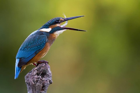 Common Kingfisher (Alcedo atthis) juvenile, Castile-La Mancha, Spain