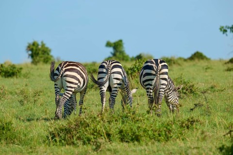Three zebras, seen from behind, are grazing in a green meadow: Quagga (Equus quagga), Masai Mara