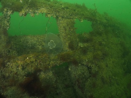 Moon jellyfish (Aurelia aurita) in front of an underwater wreck structure covered in seaweed,