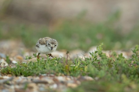 Ringed plover (Charadrius hiaticula) juvenile baby chick wading bird on a beach, Suffolk, England,