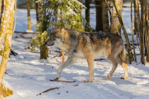 An adult male grey wolf (Canis lupus lupus) walks across the snow-covered meadow at the edge of the