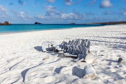 Whale skeleton, Gardner Bay beach, Isla Española, Galapagos, Ecuador
