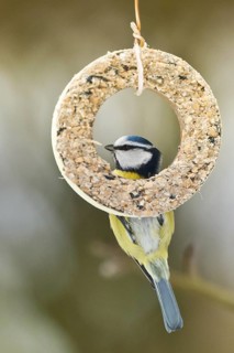 Eurasian Blue Tit (Cyanistes caeruleus), Schleswig-Holstein, Germany
