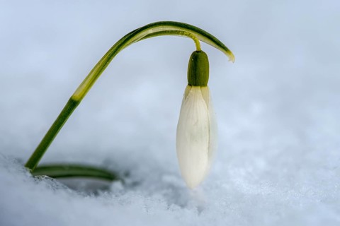 Amaryllidaceae, Galanthus nivalis, small snowdrop, daffodil family, snowdrops, amaryllis family,