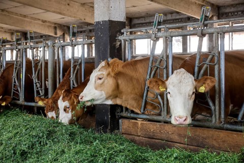 Oberlausitz, Saxony, Germany - Cattle eat fresh grass in the barn, the animals on this farm are