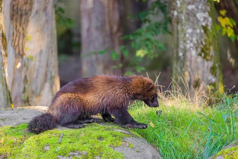 A wolverine (Gulo gulo) sits on a moss covered rock at a forest edge