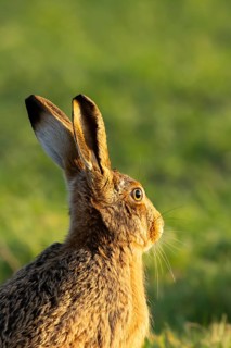 European brown hare (Lepus europaeus) adult animal in a farmland cereal crop in spring, England,