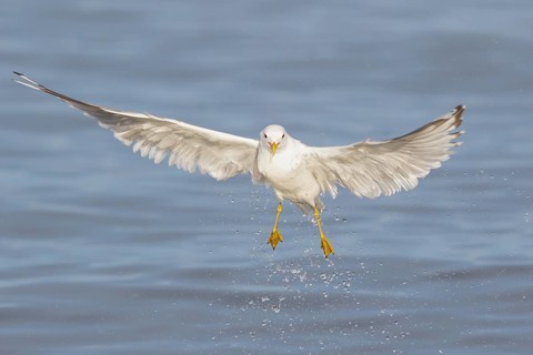 Mew Gull (Larus canus) feeding in the ocean near Nome, Alaska