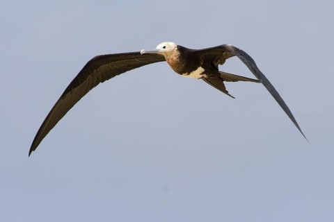 Christmas Frigatebird (Fregata andrewsi) juvenile flying, Christmas Island, Australia