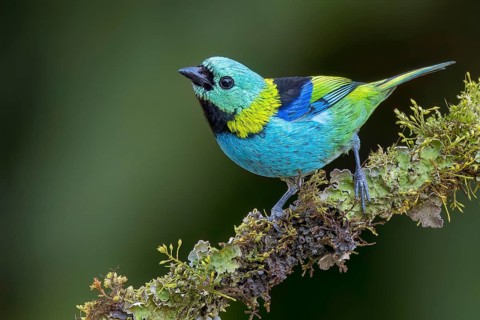 Green-headed Tanager (Tangara seledon) perched on a branch in the Atlantic Rainforest of Brazil