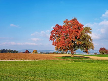 Red discoloured pear tree (Pyrus), standing in a meadow, Beinwil, Freiamt, Canton Aargau,