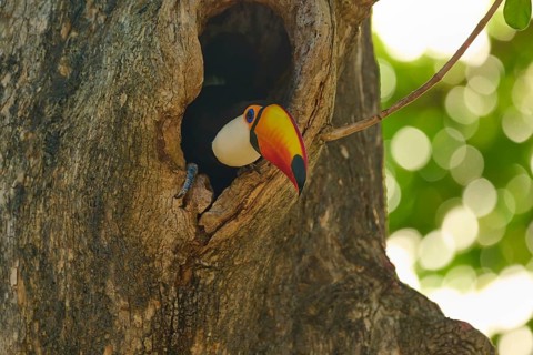 A toucan is partially hidden in a tree hollow, surrounded by greenery, Toco toucan (Ramphastos