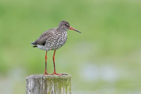 Redshank (Tringa totanus) standing on a pasture fence post, snipe bird, spring, wildlife, Hüde,