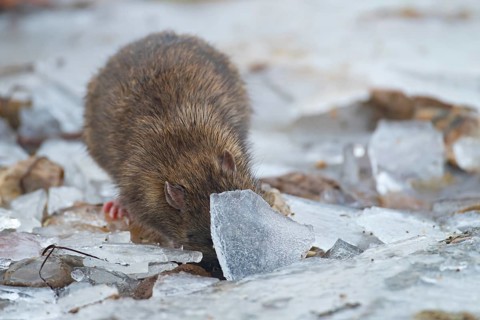 Brown rat (Rattus norvegicus) adult animal searching for food under the ice on a frozen pond,