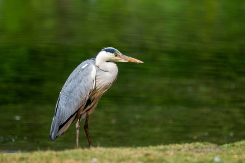 Grey heron (Ardea cinerea) standing on the grass at the shore of a lake, wildlife, Bavaria, Germany