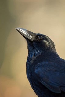 Carrion Crow (Corvus corone), North Rhine-Westphalia, Germany
