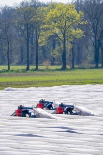 Asparagus harvest on the Lower Rhine, near Wesel, asparagus field under thermo foil, for faster