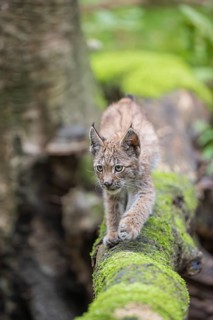 One young (10 weeks old) male Eurasian lynx, (Lynx lynx), crossing a creek, using a fallen tree as