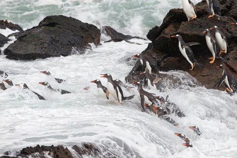 Gentoo Penguin (Pygoscelis papua) group hopping into the ocean, Steeple Jason Island, Falkland