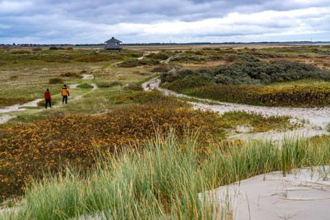 North Sea island of Spiekeroog, East Frisia, Lower Saxony, Germany, Dune landscape on the west