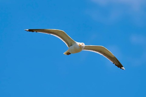 Gull with outstretched wings flying high in the blue sky, Great Black-backed Gull (Larus marinus),