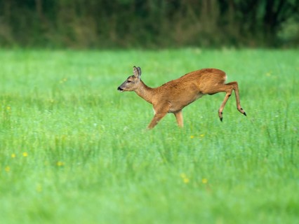Roe deer (Capreolus capreolus), doe jumping across a meadow, wildlife, Lower Saxony, Germany