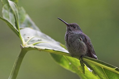 Stripe-tailed Hummingbird (Eupherusa eximia), Costa Rica