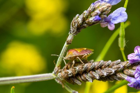 A vibrant macro photo showcasing a bug climbing on a flower stalk surrounded by purple petals and