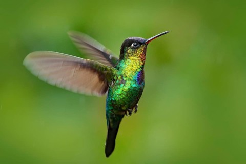 Fiery-throated Hummingbird, Panterpe insignis, shiny colour bird in fly. Wildlife flight action