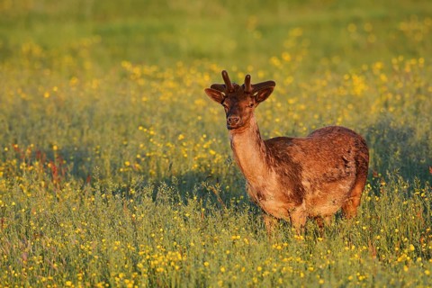 Fallow deer (Dama dama), fallow deer with velvet antlers standing in a flower meadow in spring,