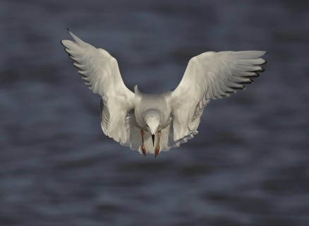 Bonaparte's Gull (Chroicocephalus philadelphia) flying, Ohio, USA