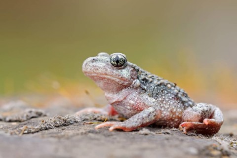 Midwife Toad (Alytes obstetricans) adult sitting on stone, North Rhine-Westphalia, Germany