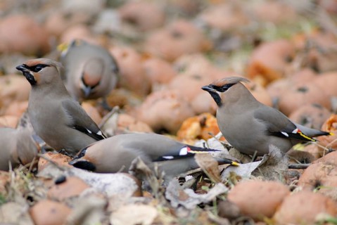 Bombycilla Garrulus, waxwing, birds, fallen fruit, meadow orchard, passeri, songbirds, songbirds,