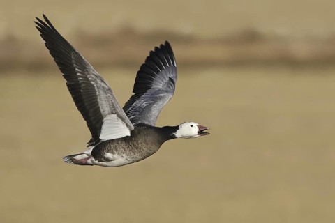 Snow Goose (Anser caerulescens), New Mexico, USA