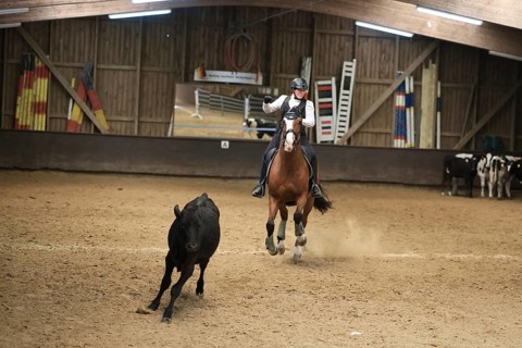 Working Equitation, cattle work, Leverkusen, North Rhine-Westphalia, Germany