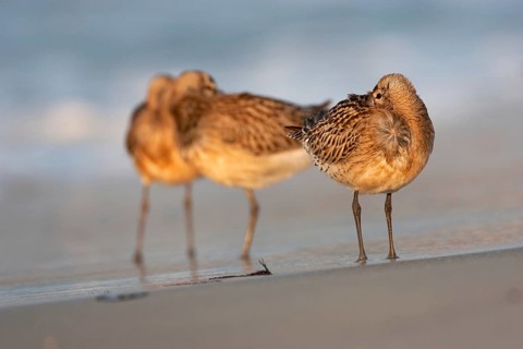 Bar-tailed Godwit (Limosa lapponica), Schleswig-Holstein, Germany