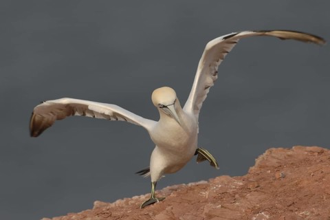 Northern Gannet (Morus bassanus), Schleswig-Holstein, Germany