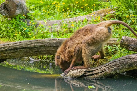 A Gelada (Theropithecus gelada), or bleeding-heart monkey stands on a log and drinks from a small