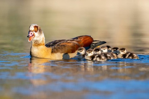 Egyptian goose (Alopochen aegyptiaca) mother with her chicks swimming on a lake, Bavaria, Germany